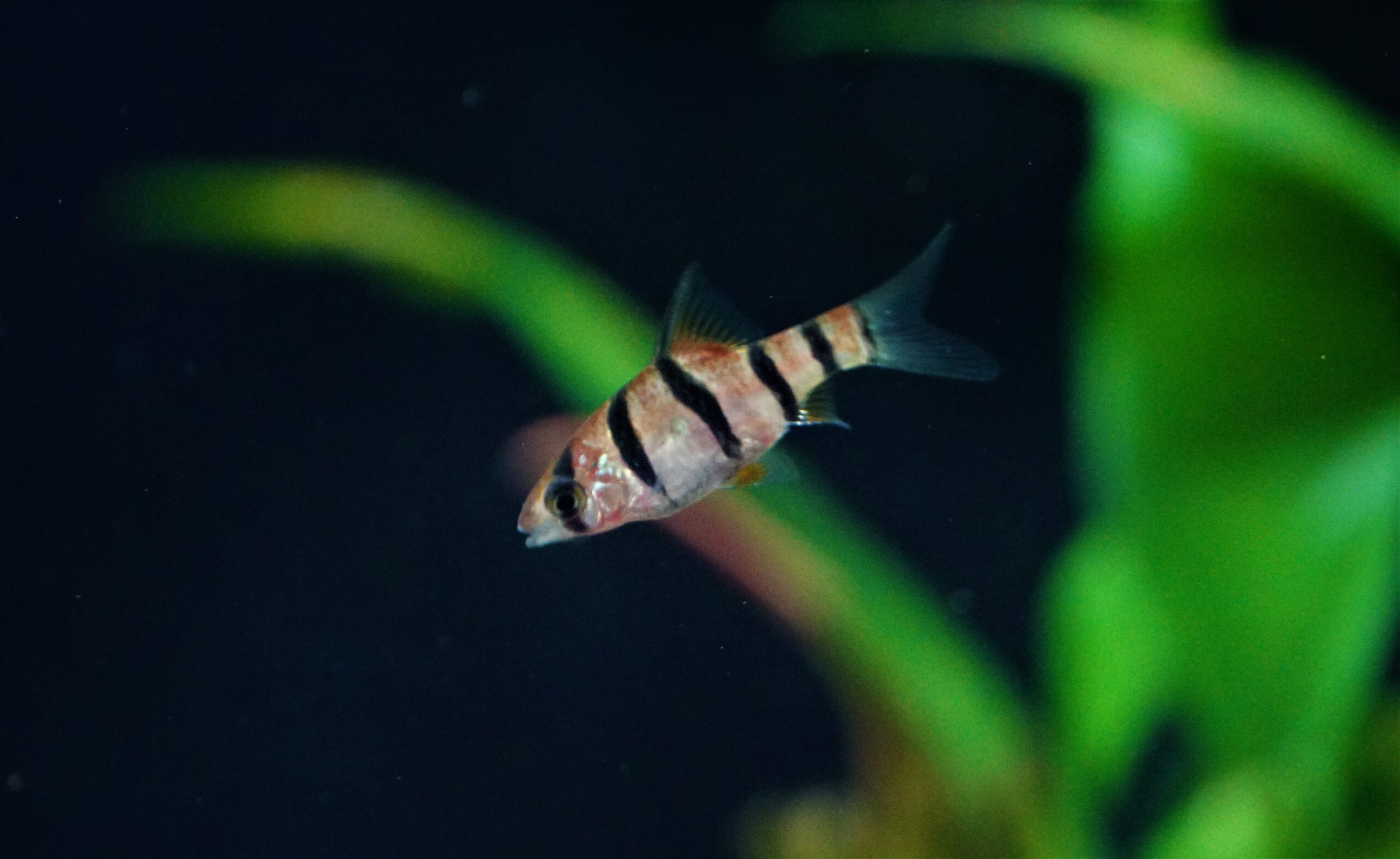 Desmopuntius hexazona - Sechsgürtelbarbe