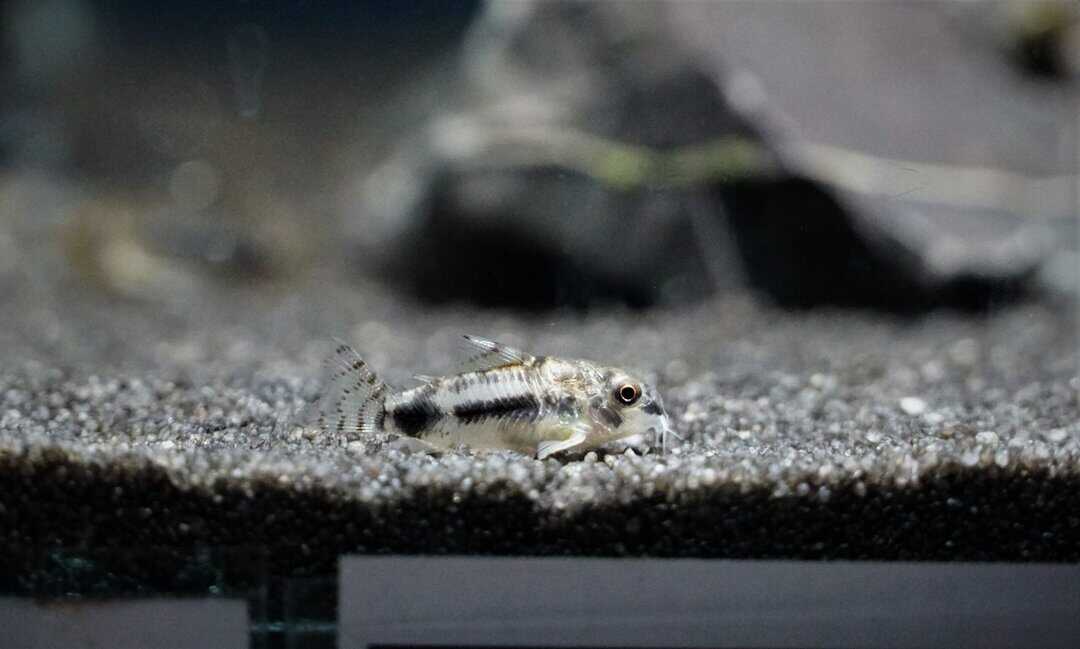 Corydoras Habrosus - Schachbrett Zwergpanzerwels – Bild 2