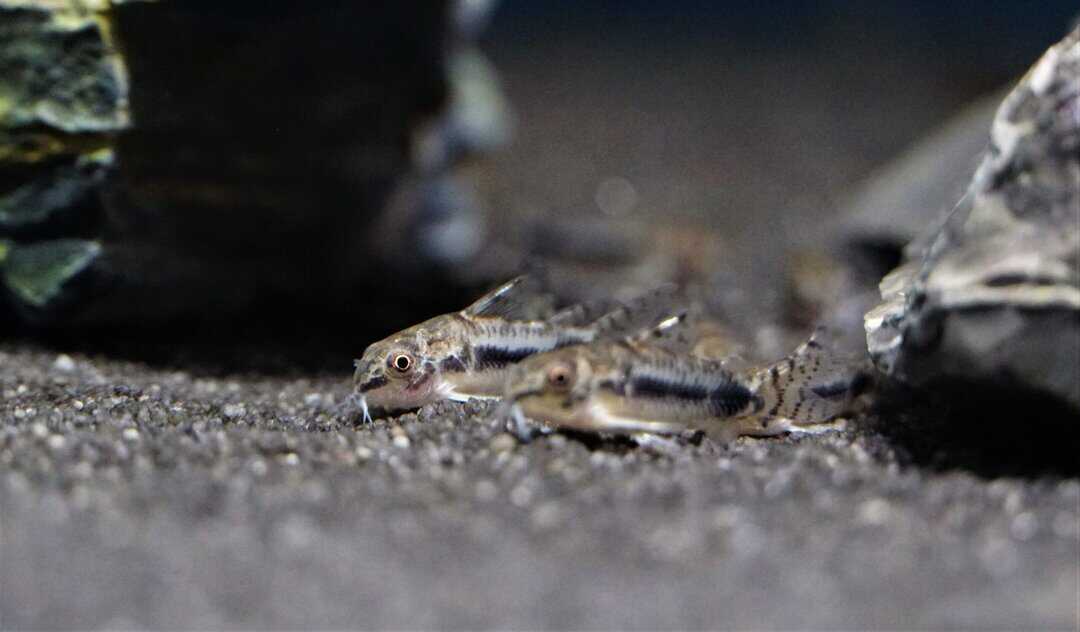 Corydoras Habrosus - Schachbrett Zwergpanzerwels