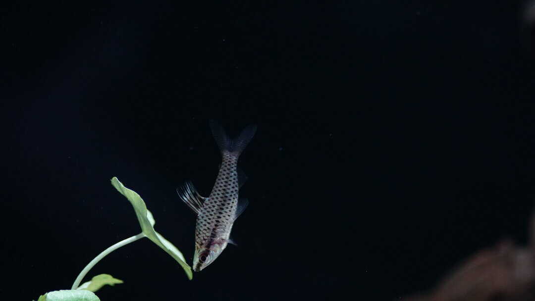 Chilodus Punctatus - Punktierter Kopfsteher – Bild 2