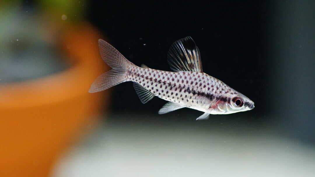 Chilodus Punctatus - Punktierter Kopfsteher