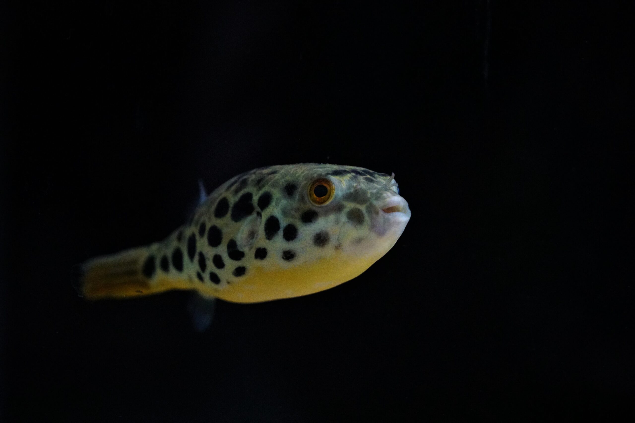 Tetraodon schoutedeni - Leopardkugelfisch 6-7cm