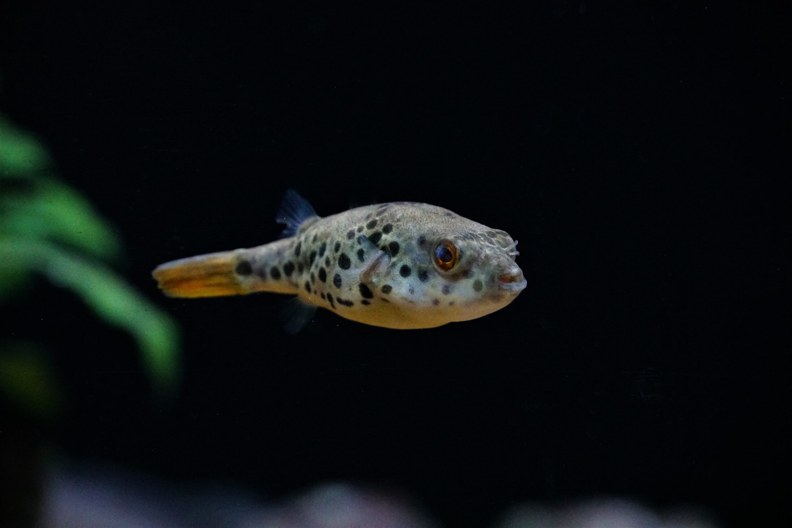 Tetraodon schoutedeni - Leopardkugelfisch 6-7cm – Bild 3