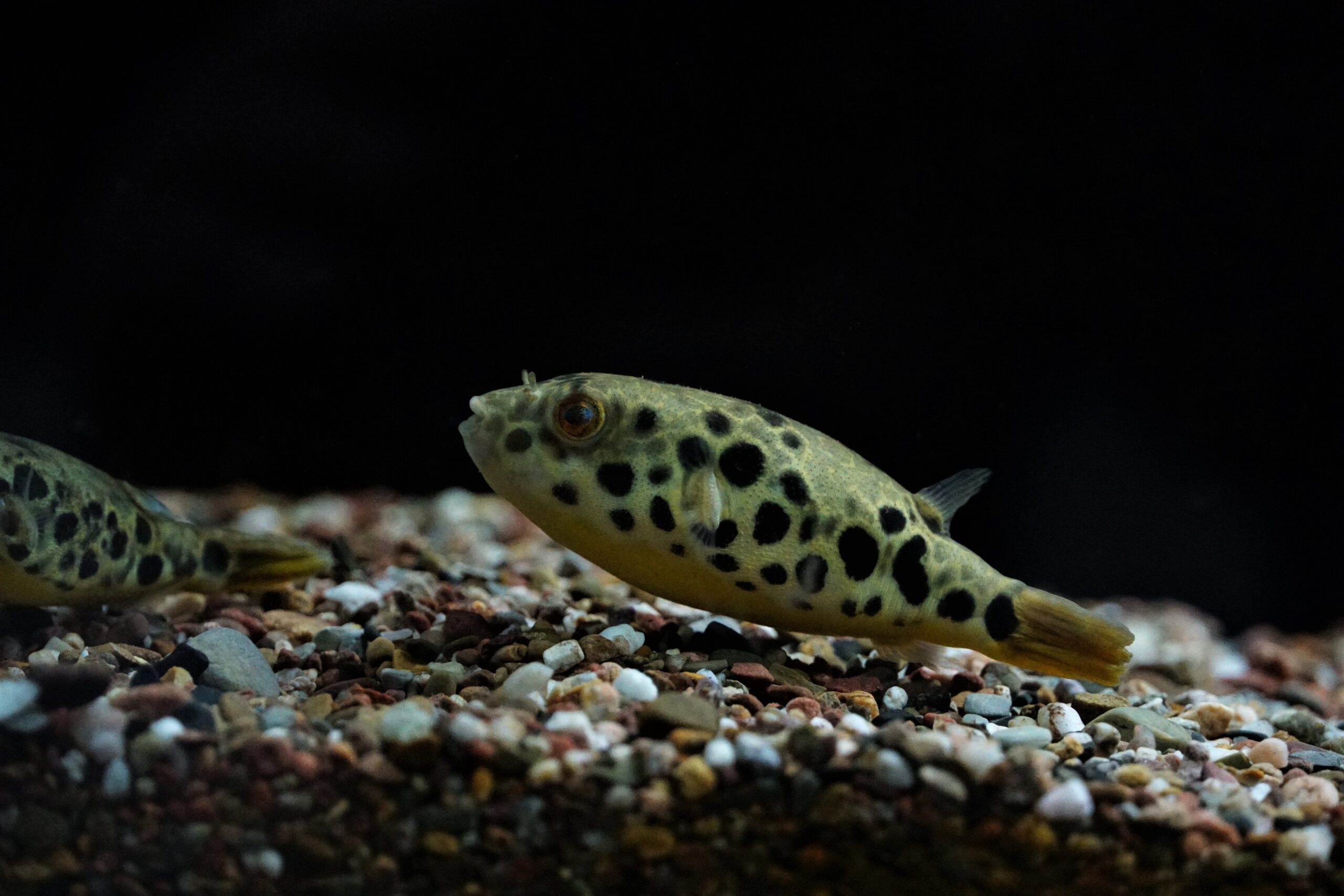 Tetraodon schoutedeni - Leopardkugelfisch 6-7cm – Bild 2