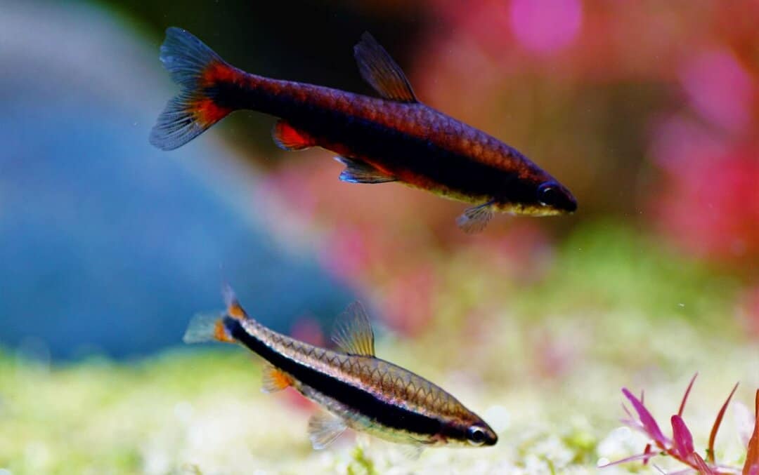 Nannostomus beckfordi - Längsbandziersalmler