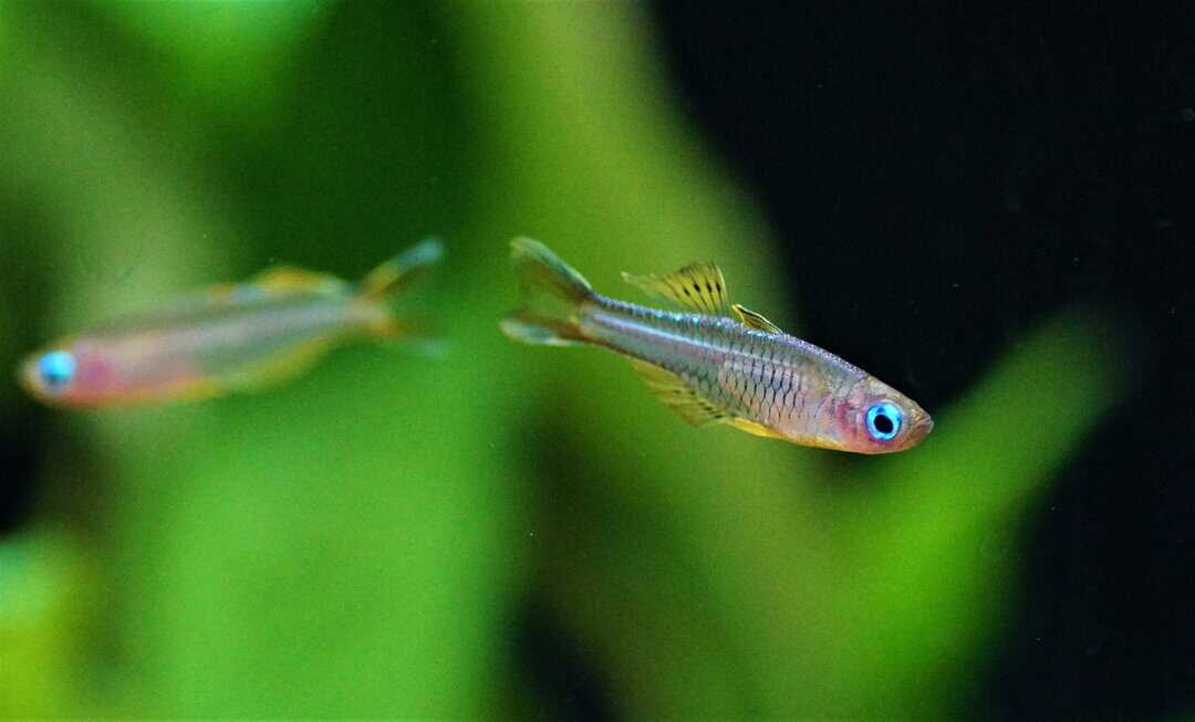 Pseudomugil Ivantsoffi - Ivantsoff's Blauauge – Bild 3