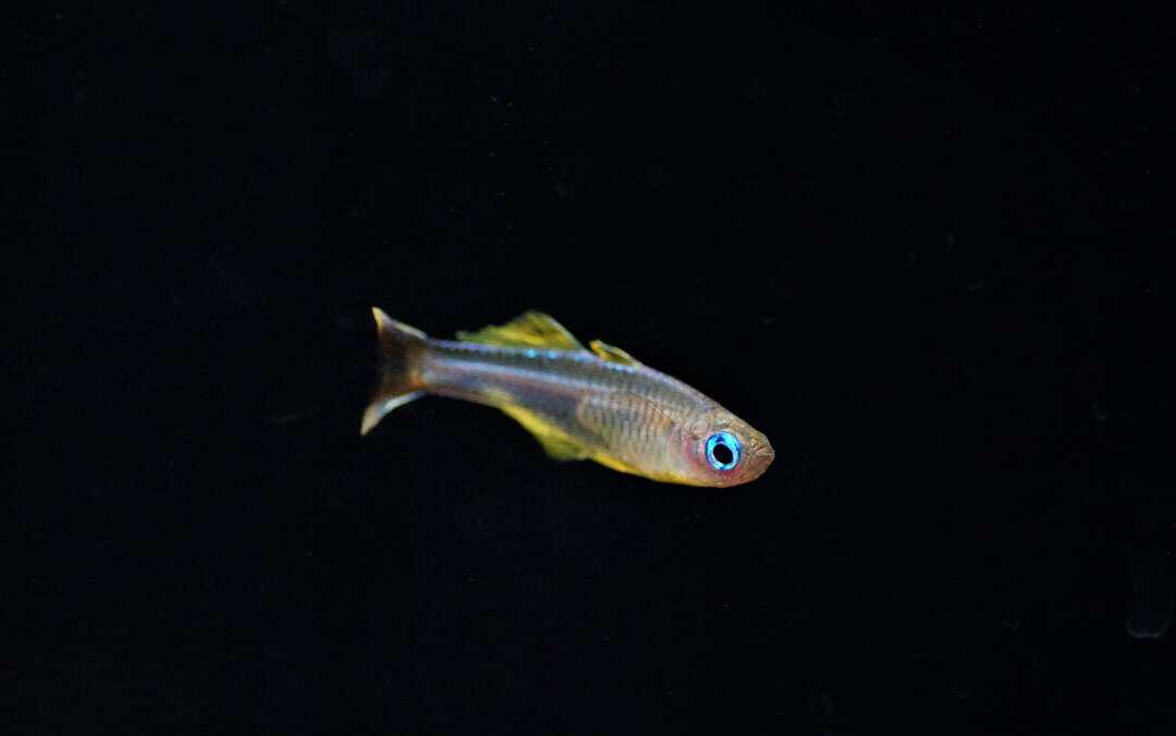 Pseudomugil Ivantsoffi - Ivantsoff's Blauauge