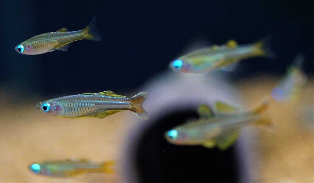 Pseudomugil Ivantsoffi - Ivantsoff's Blauauge – Bild 2
