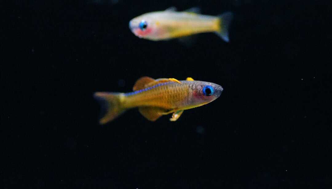 Pseudomugil Luminatus - Red Neon Blauauge – Bild 3