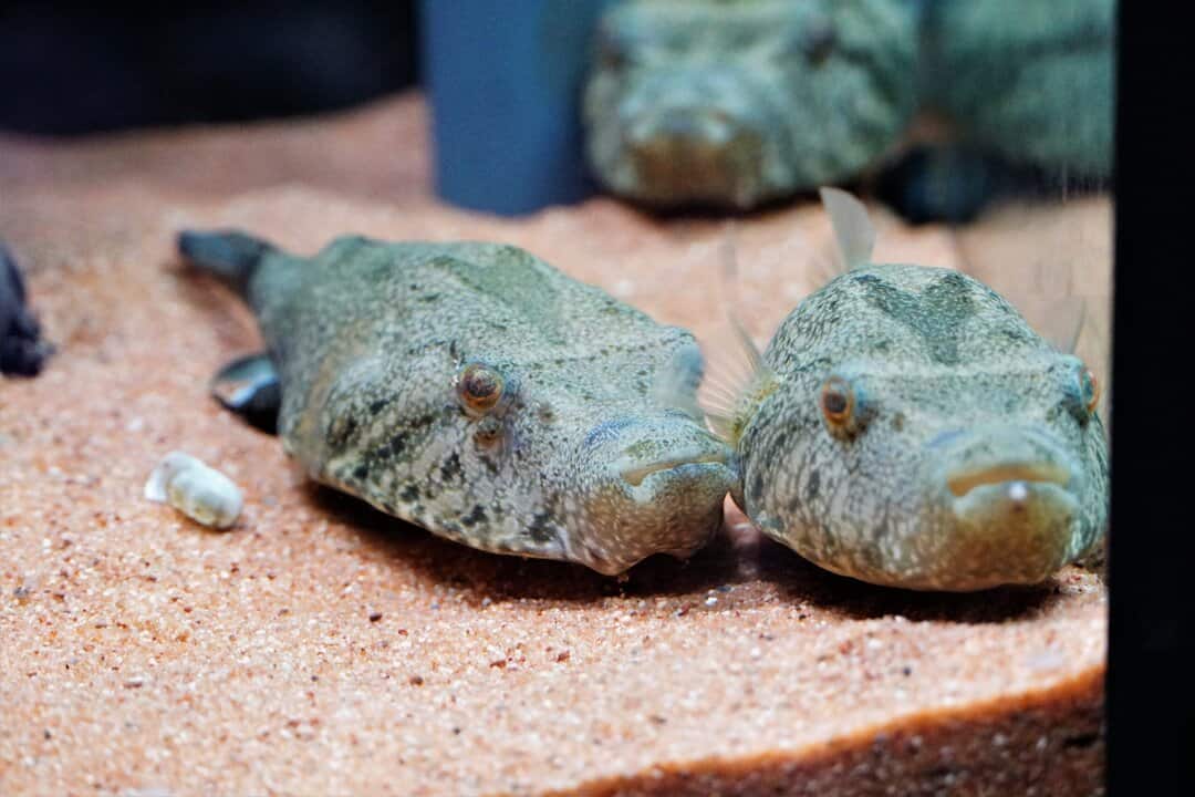 Tetraodon suvattii - Mekong Kofferkugelfisch 14-16 cm WF