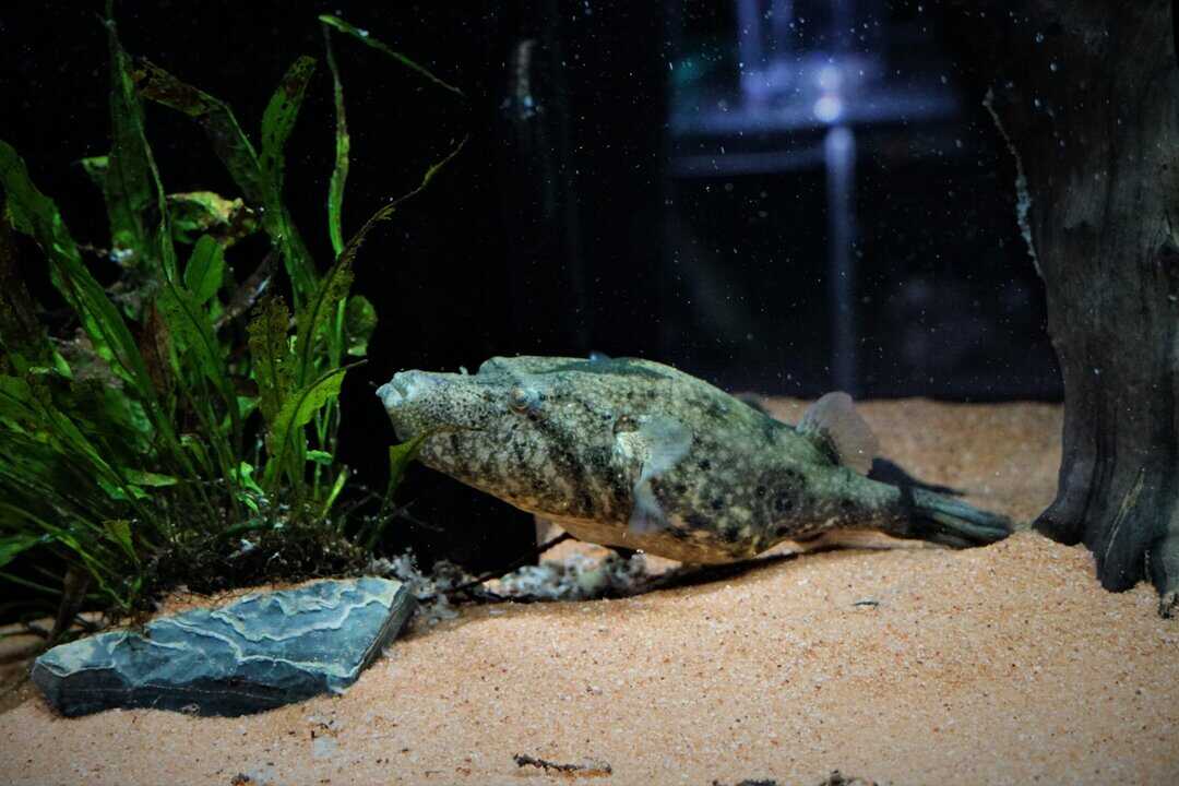 Tetraodon suvattii - Mekong Kofferkugelfisch 14-16 cm WF – Bild 3