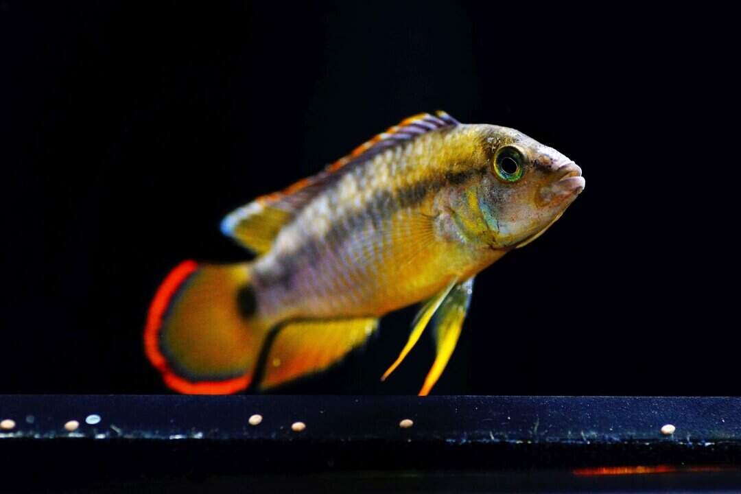 Apistogramma Nijsseni - Panda Zwergbuntbarsch