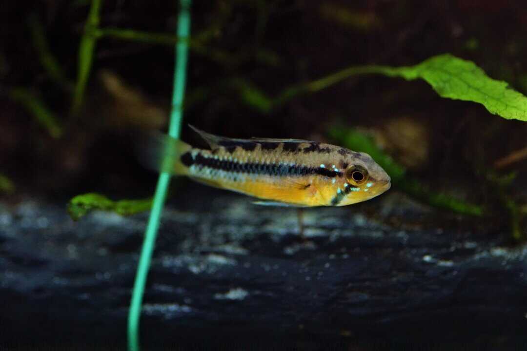 Apistogramma Atahualpa - Goldbauch Zwergbuntbarsch – Bild 4