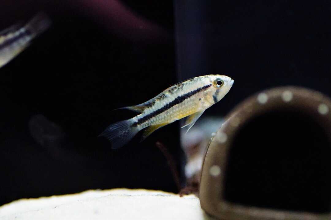 Apistogramma Atahualpa - Goldbauch Zwergbuntbarsch – Bild 3