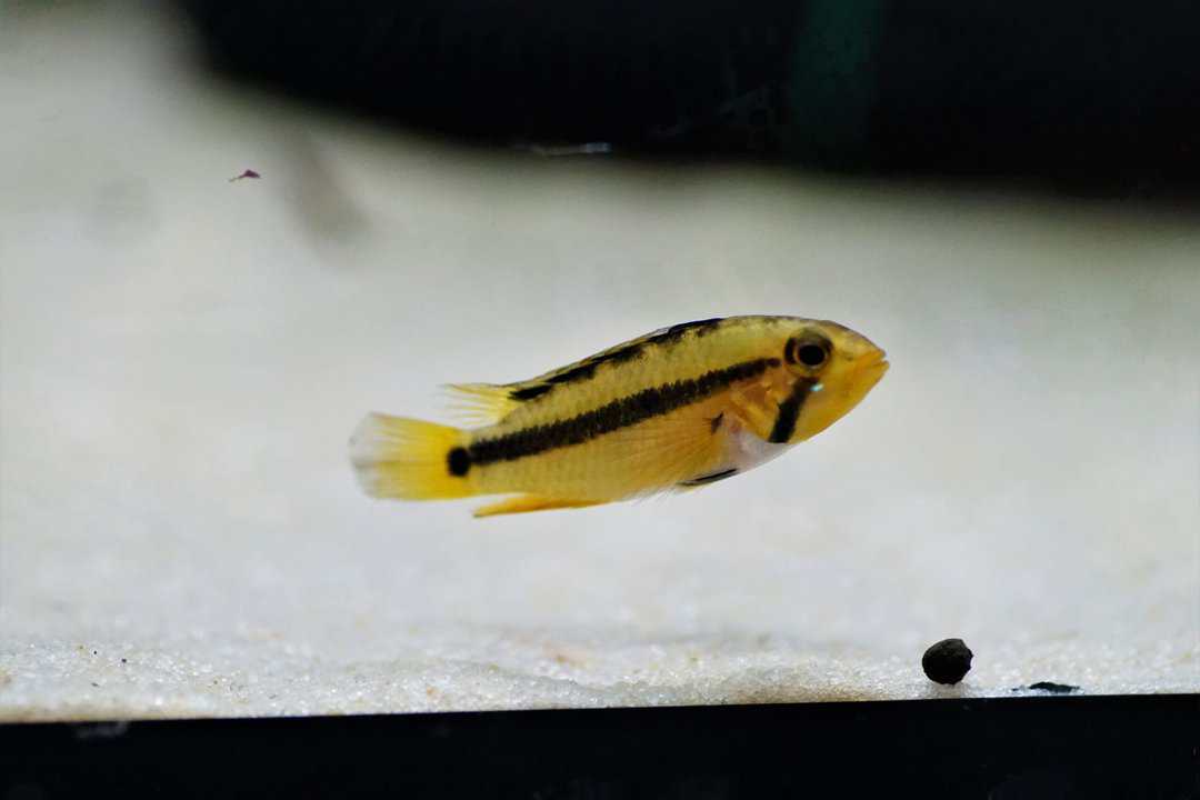 Apistogramma Atahualpa - Goldbauch Zwergbuntbarsch – Bild 2