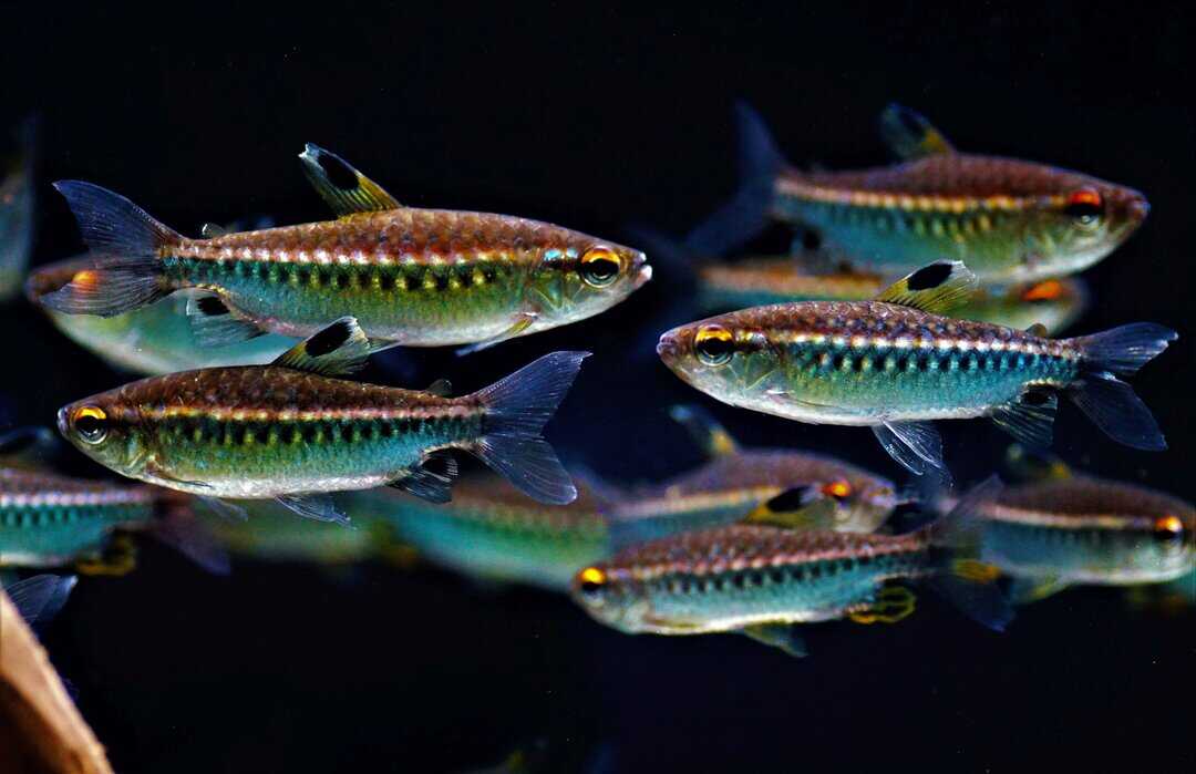 Arnoldichthys spilopterus - Großschuppensalmler XL 7-8cm