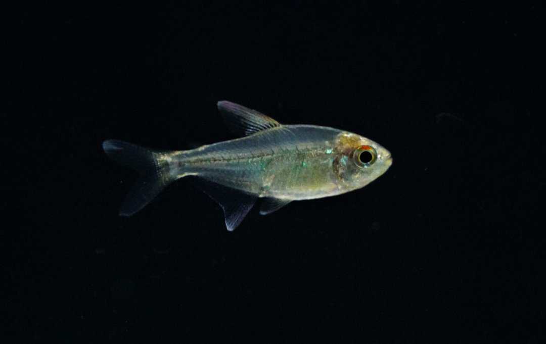 Brillantsalmler