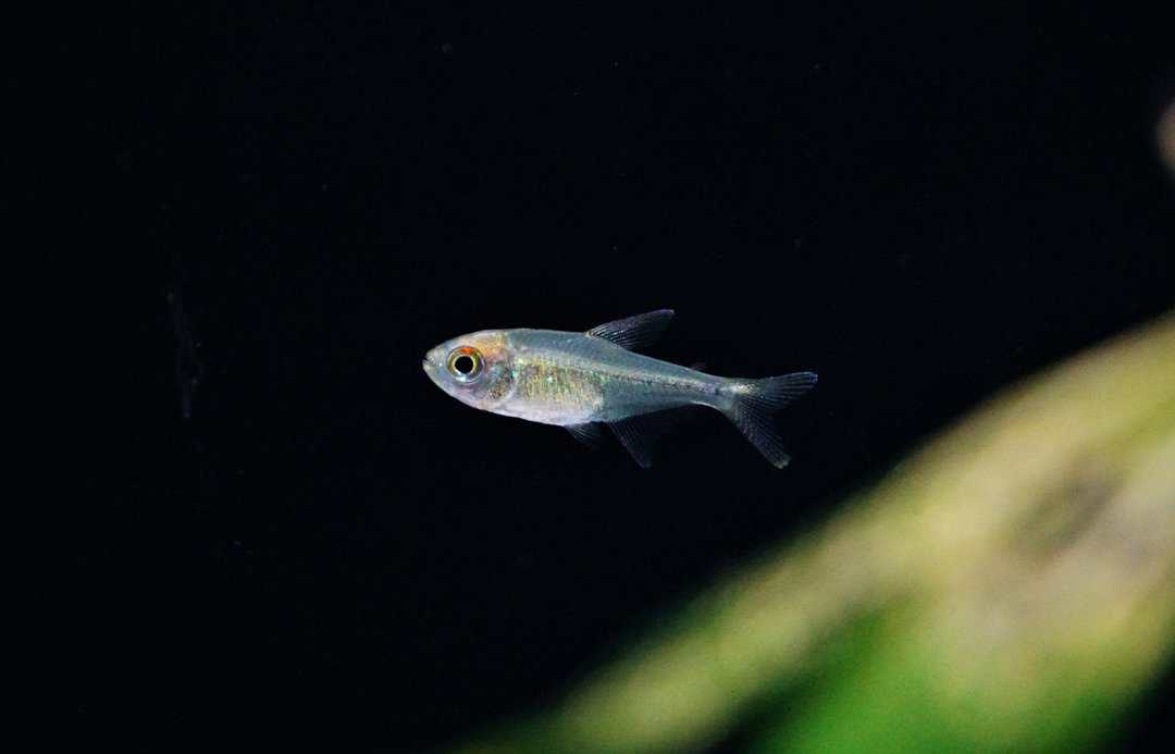 Moenkhausia pitteri - Brilliantsalmler – Bild 2