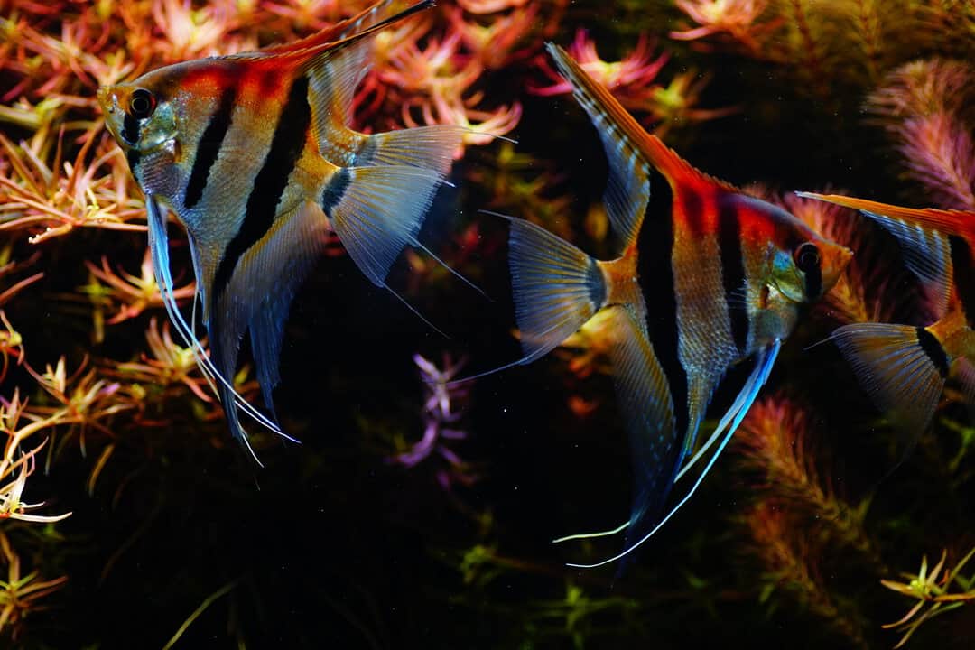 Pterophyllum scalare - Rotrücken - Rio manacapuru DNZ – Bild 3