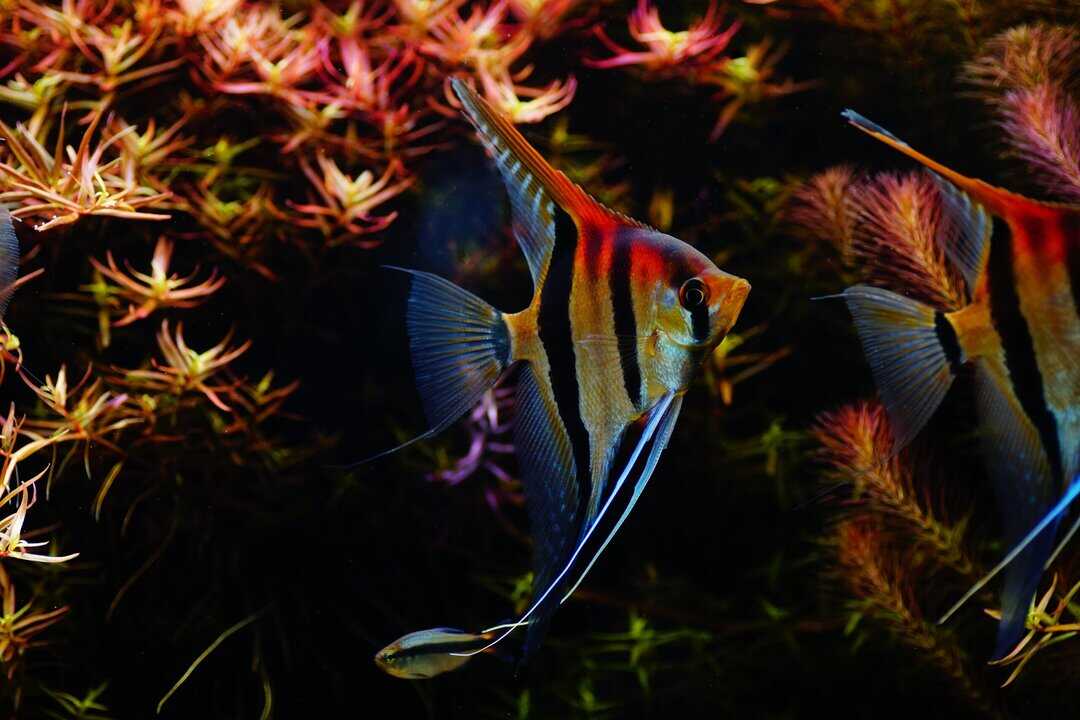 Pterophyllum scalare - Rotrücken - Rio manacapuru DNZ