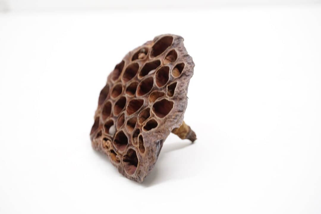 Lotusschote groß 5-7cm