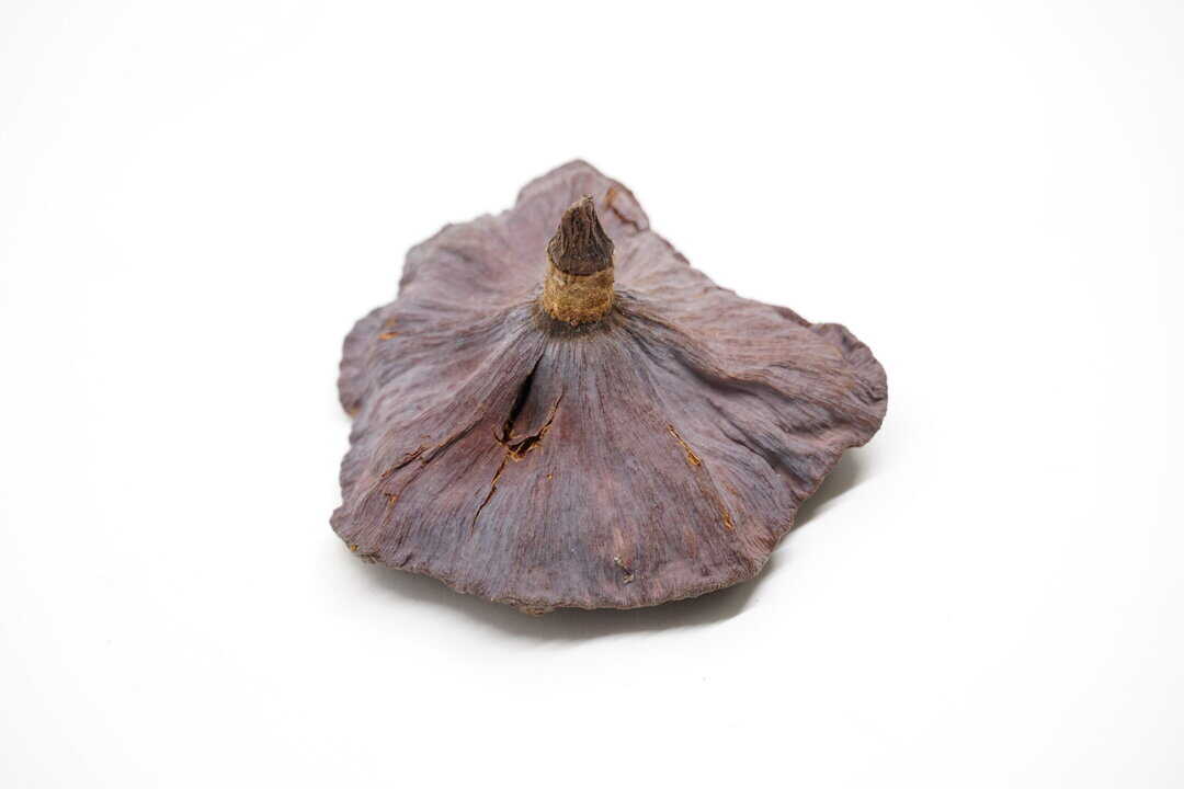 Lotusschote groß 5-7cm – Bild 4