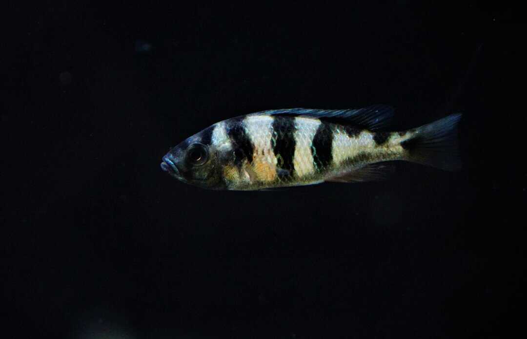 Haplochromis obliquidens - Viktoriasee Buntbarsch – Bild 2