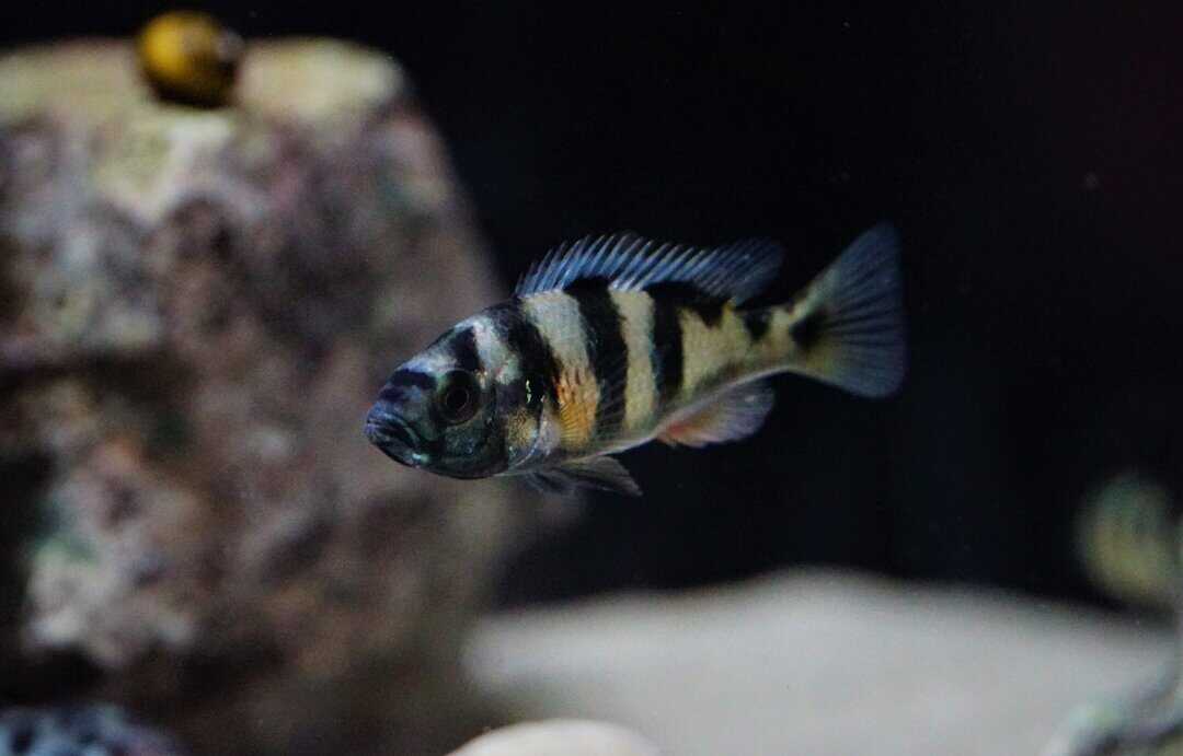 Haplochromis obliquidens - Viktoriasee Buntbarsch