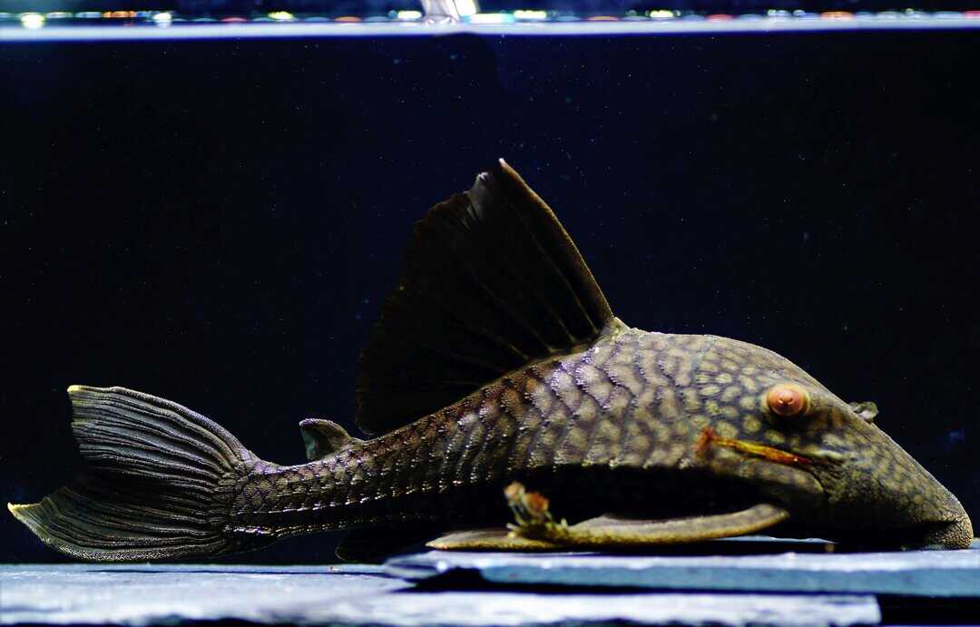 L330 Panaque cf. Nigrolineatus ca. 25cm