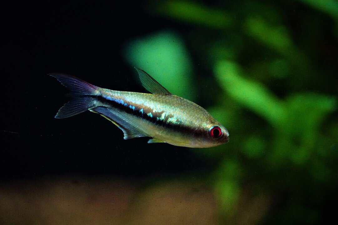 Nematobrycon Lacortei - Regenbogentetra – Bild 2