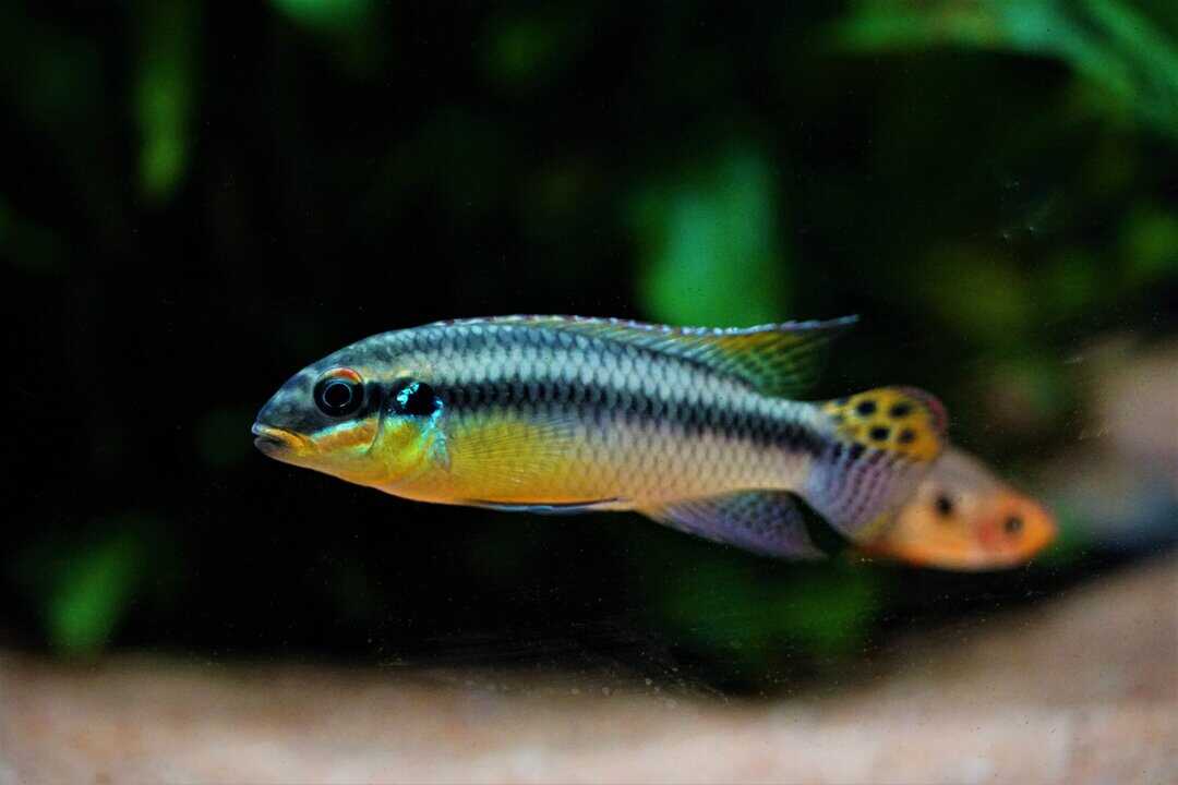 Pelvicachromis kribensis 'Ndonga' - Prachtbuntbarsch
