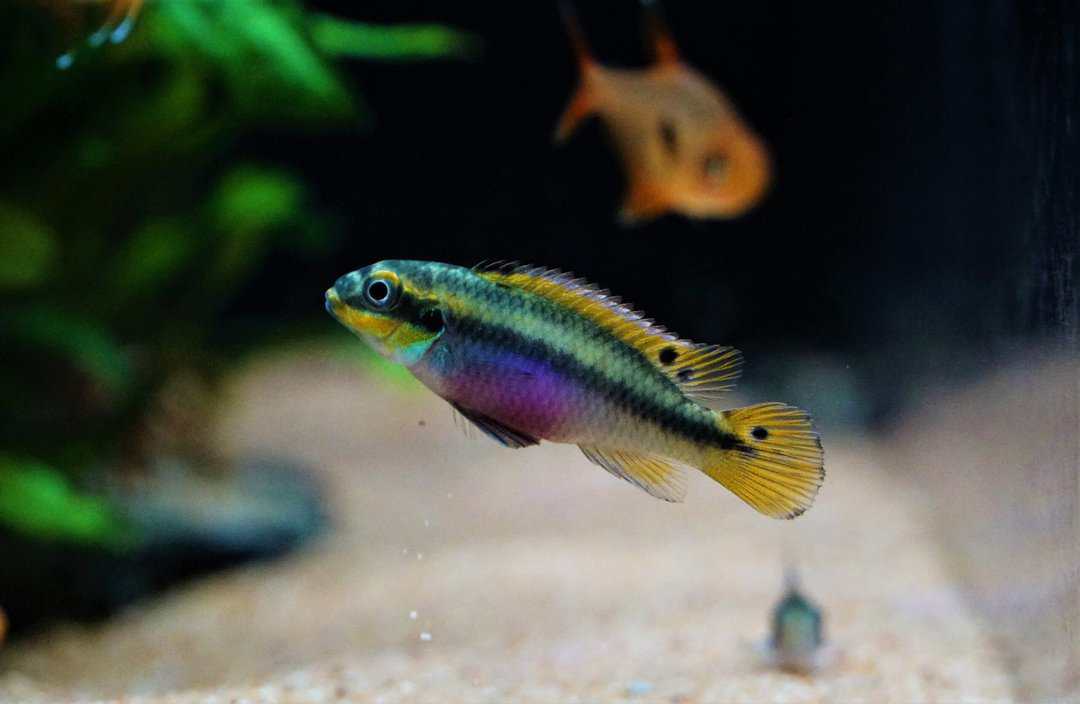 Pelvicachromis kribensis 'Ndonga' - Prachtbuntbarsch – Bild 2