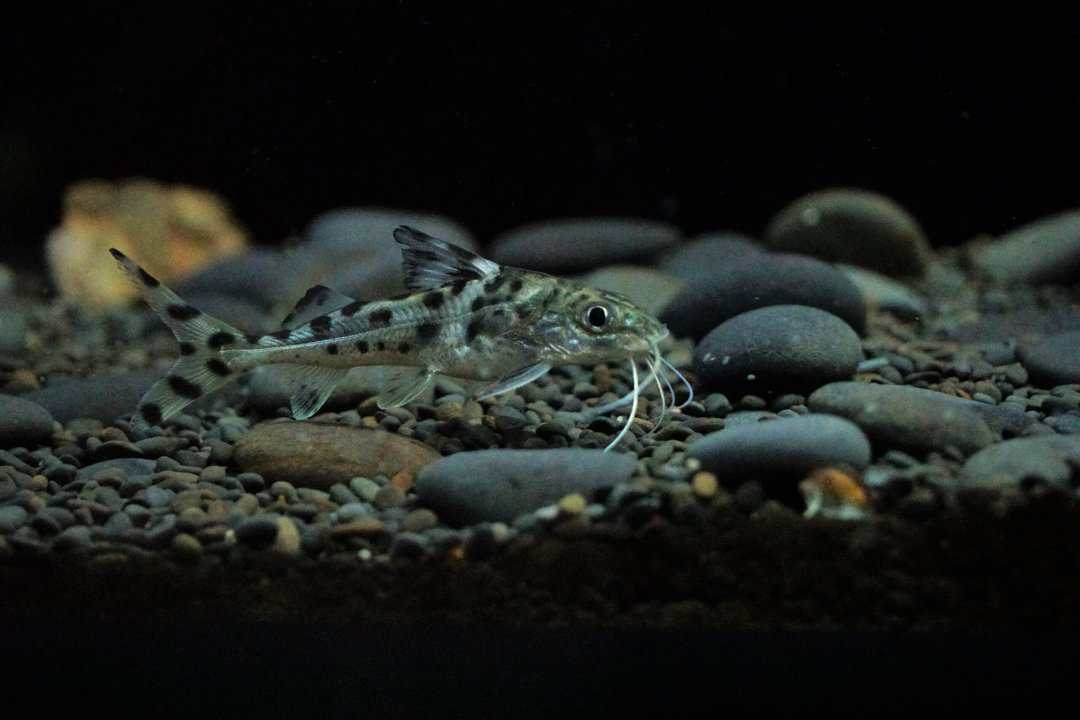 Pimelodus Pictus - Engelswels 6-8cm