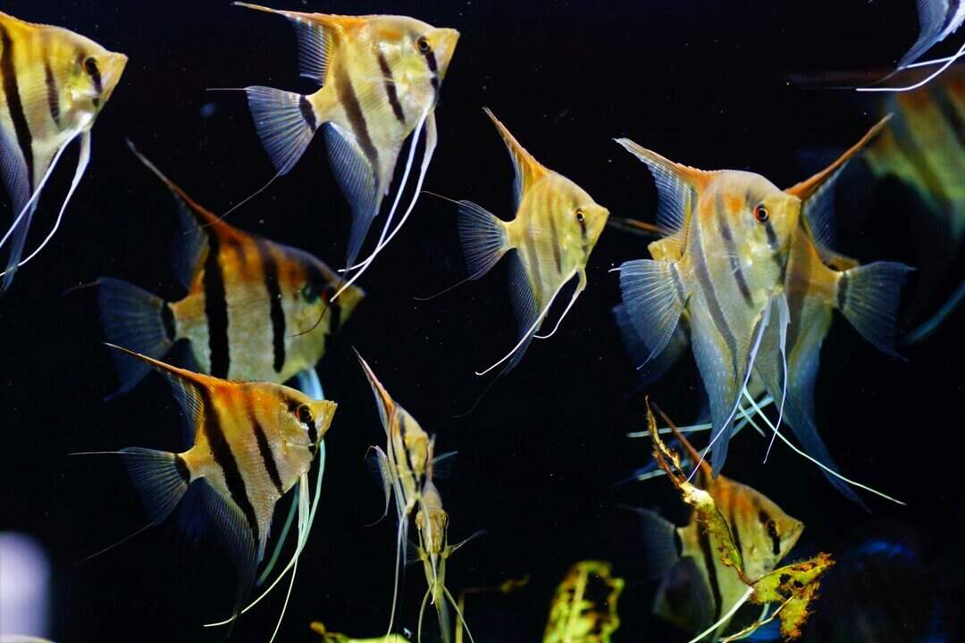 Pterophyllum scalare - Rotrücken - Rio manacapuru DNZ – Bild 2