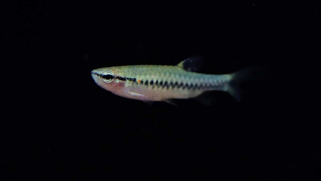 Pyrrhulina laeta - Halbstrichsalmler