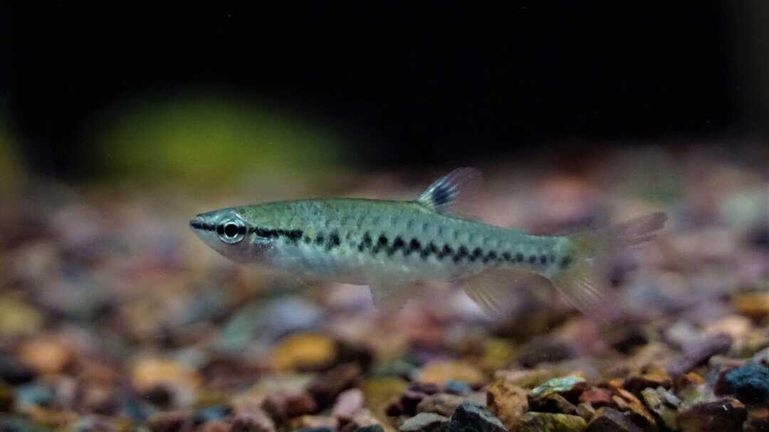Pyrrhulina laeta - Halbstrichsalmler – Bild 2