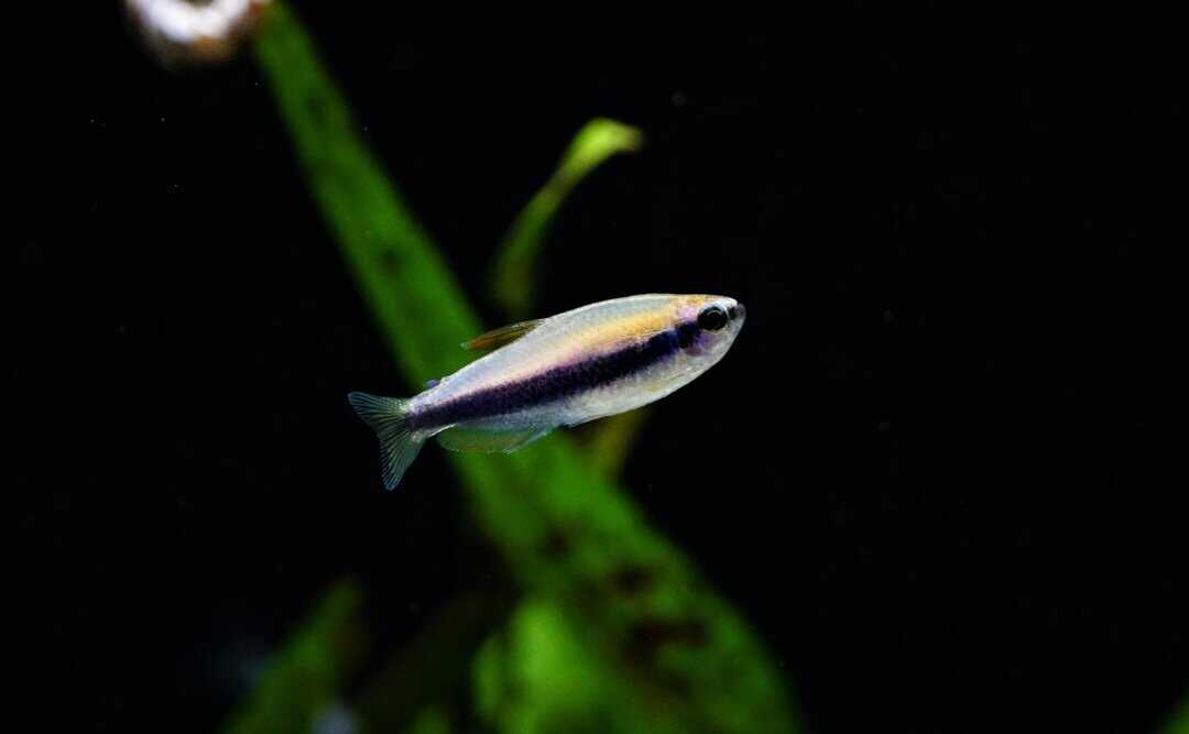 Inpaichthys Kerri - Blauer Königssalmler – Bild 2