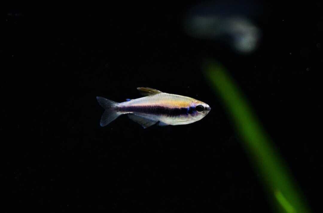 Inpaichthys Kerri - Blauer Königssalmler
