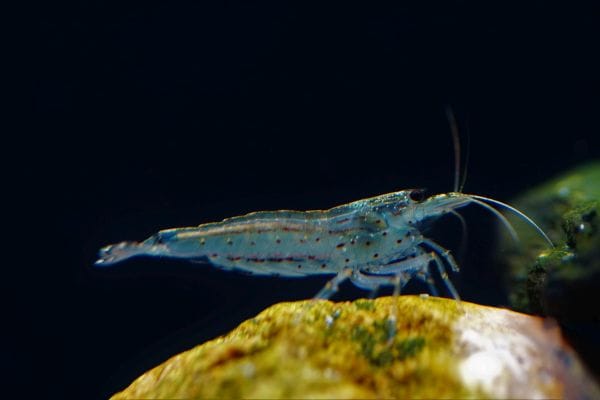 Caridina multidentata - Amano Garnele 2-4cm