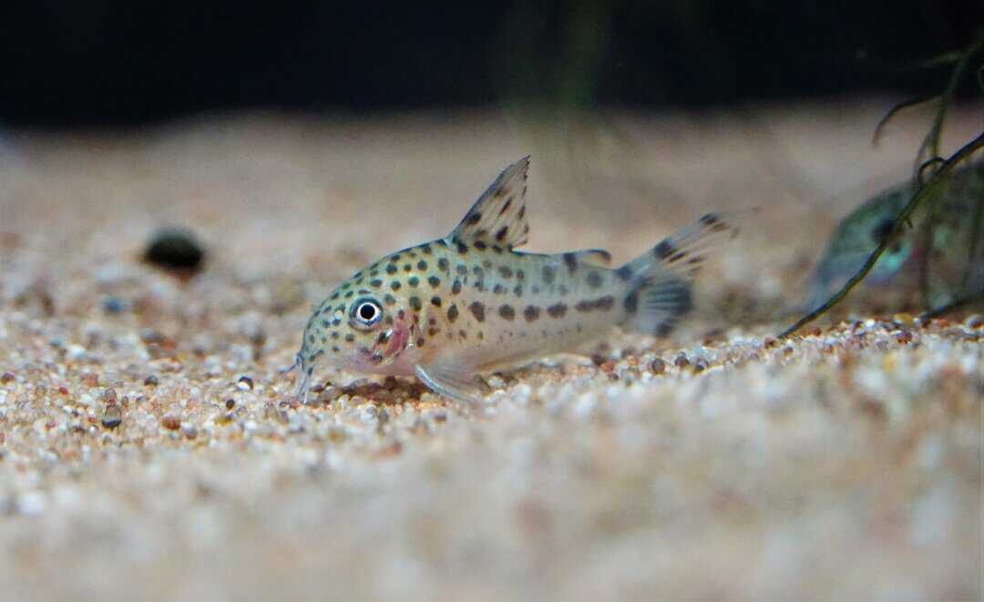 Corydoras knaacki - Knaacki`s Panzerwels CW32