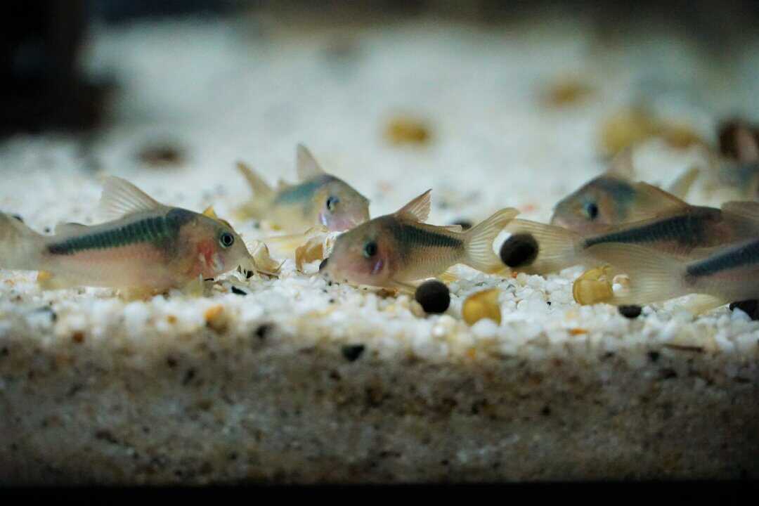 Corydoras rabauti - Rost Panzerwels – Bild 2