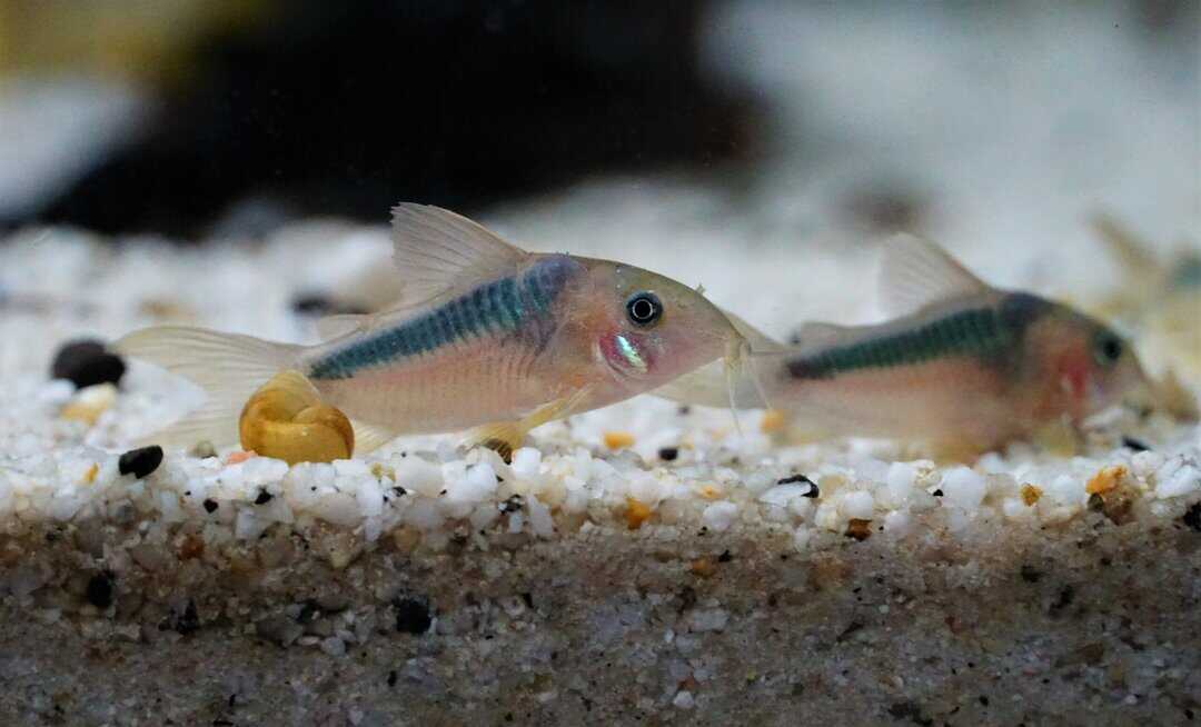 Corydoras rabauti - Rost Panzerwels