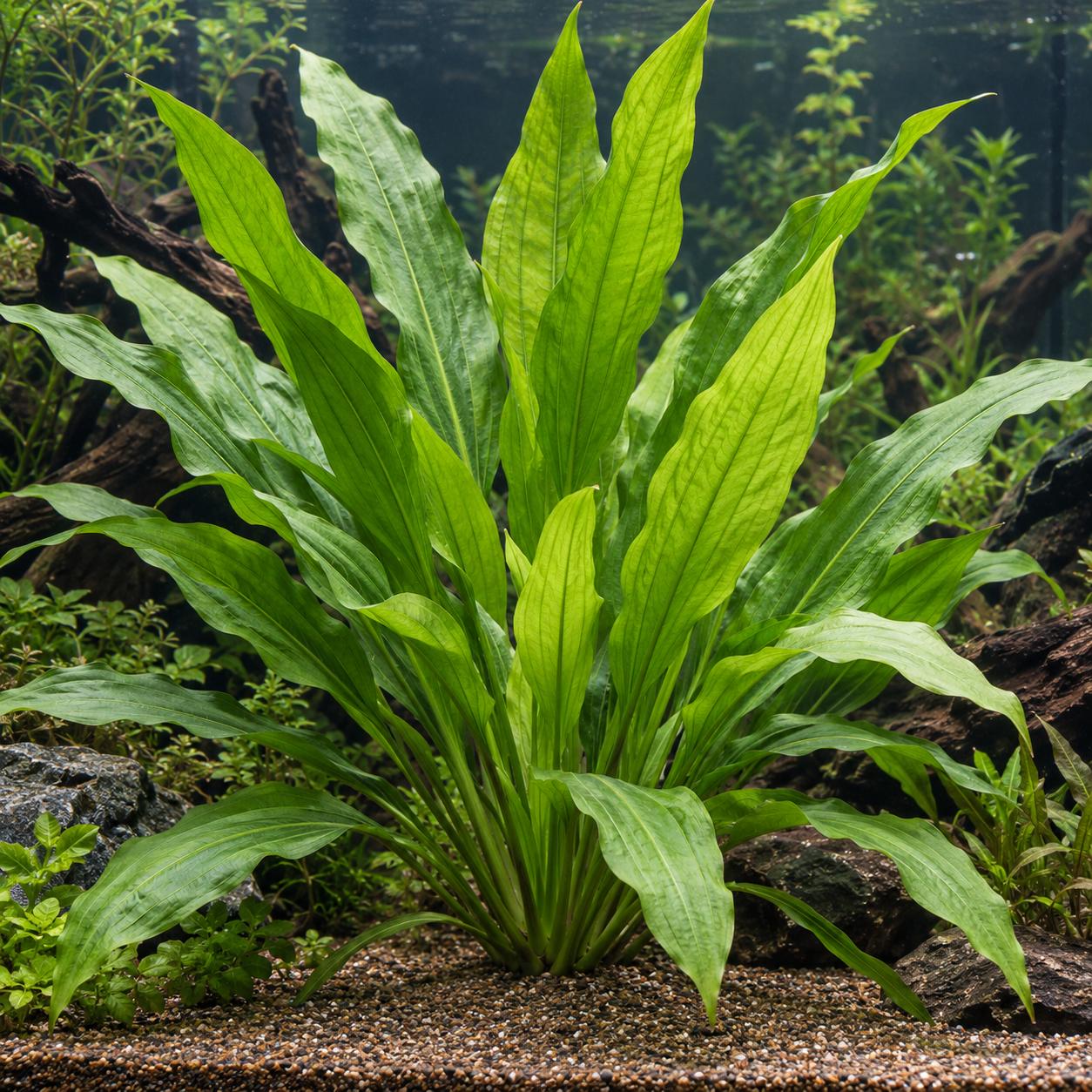 Echinodorus grisebachii 'Bleherae' – Große Amazonas-Schwertpflanze XL-Mutterpflanze – Bild 2