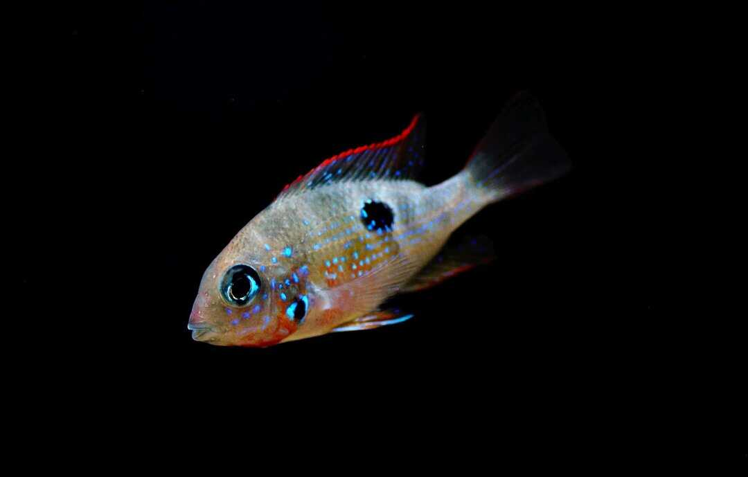 Thorichthys ellioti - Elliots Buntbarsch
