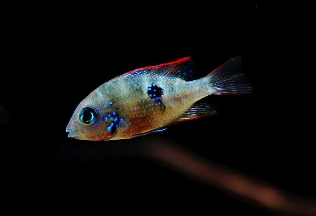 Thorichthys ellioti - Elliots Buntbarsch – Bild 3