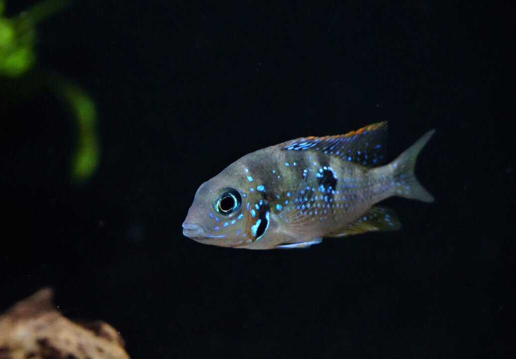 Thorichthys ellioti - Elliots Buntbarsch – Bild 2