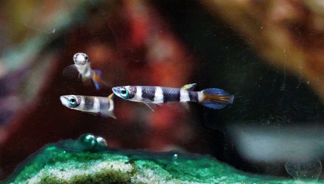 Epiplatys Annulatus - Ringelhechtling