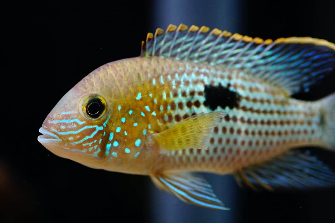 Andinoacara rivulatus - Goldsaumbuntbarsch 6-8cm – Bild 2