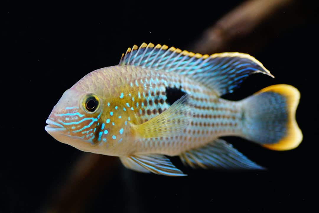 Andinoacara rivulatus - Goldsaumbuntbarsch 6-8cm