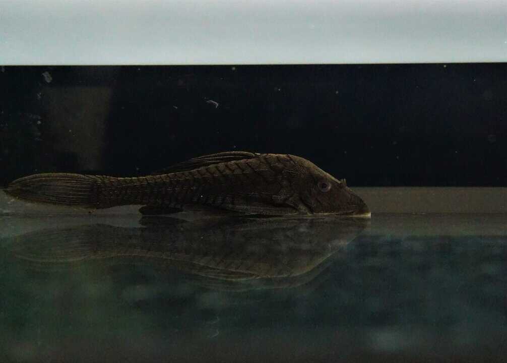 L152 Pseudorinelepis sp. - Tannenzapfenwels – Bild 2